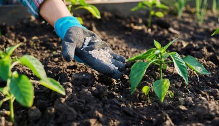 Diammonium Phosphate: Strengthening Crop Nutrition in Modern Agriculture